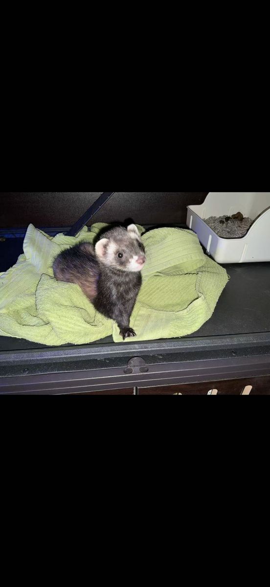 Super Cute female one year old Ferret for sale