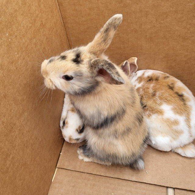 Harlequin/ Rex Bunny Rabbits