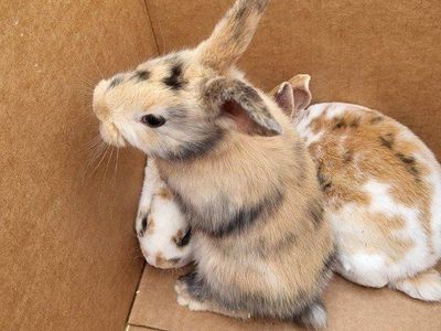 Harlequin/ Rex Bunny Rabbits