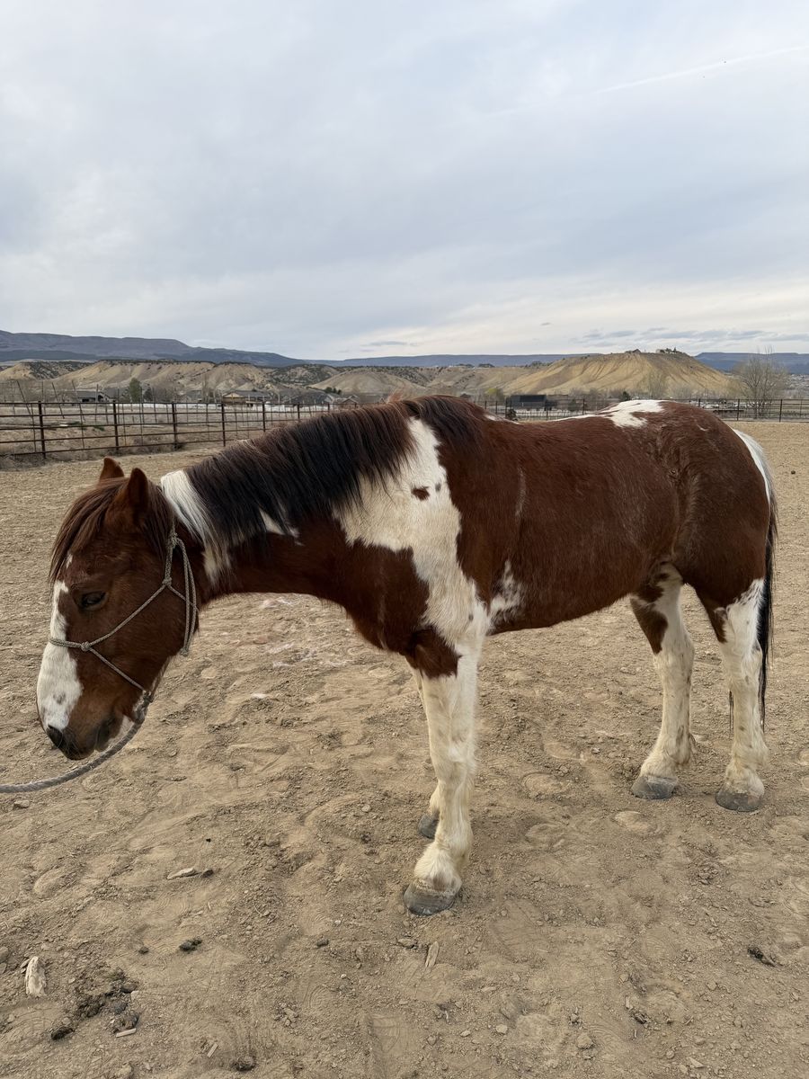 9 year old half draft paint gelding