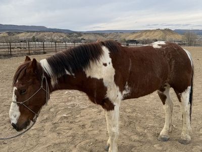 9 year old half draft paint gelding