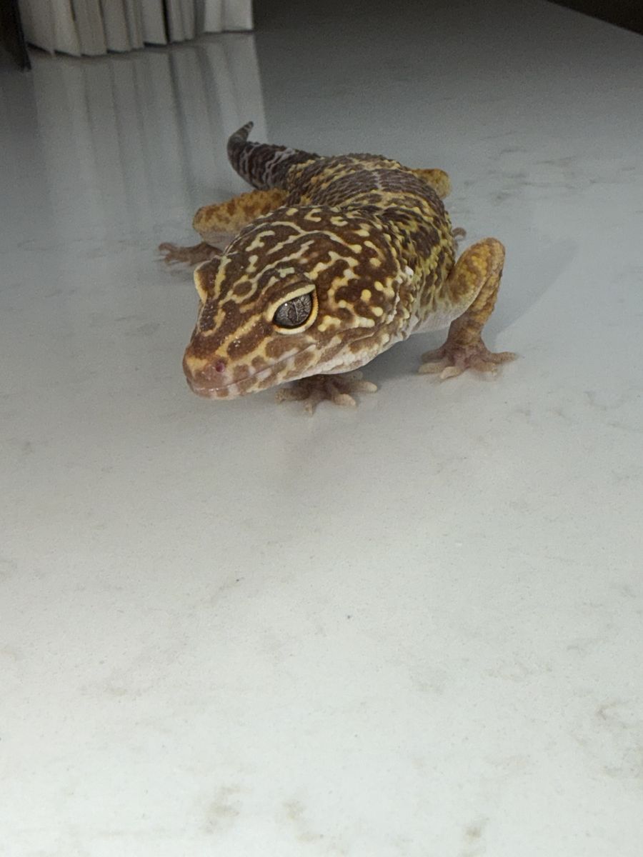 Leopard Gecko (Multiple For Sale)