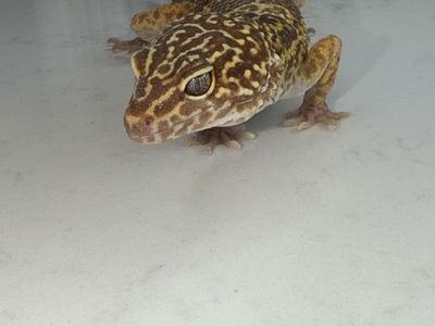 Leopard Gecko (Multiple For Sale)