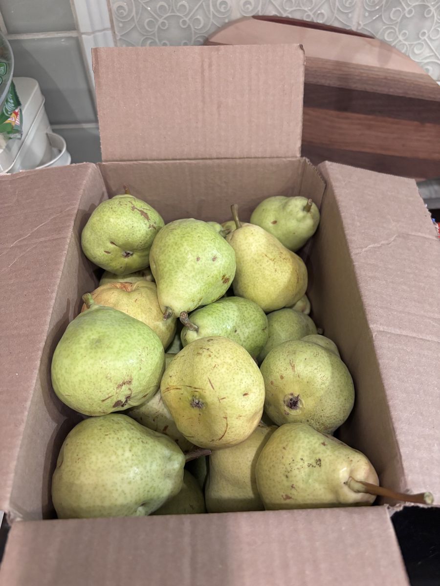 Box Of Organic Bartlett Pears! READ DESCRIPTION