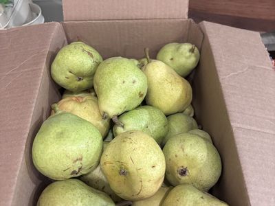 Box Of Organic Bartlett Pears! READ DESCRIPTION