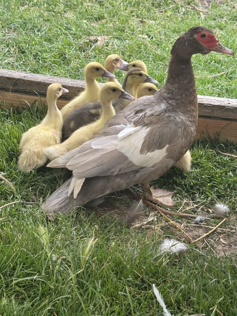 Muscovy Ducklings