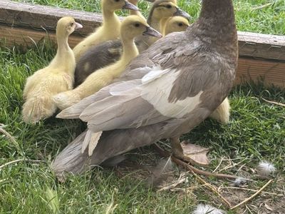 Muscovy Ducklings