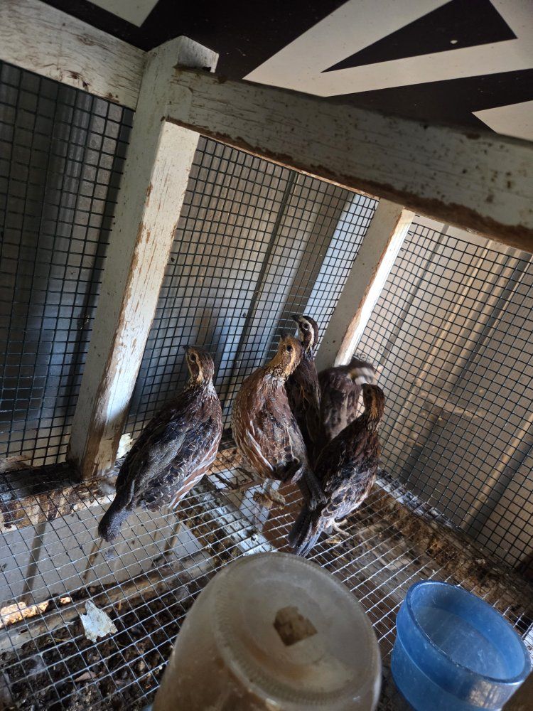 bob white quail trio
