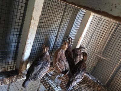bob white quail trio