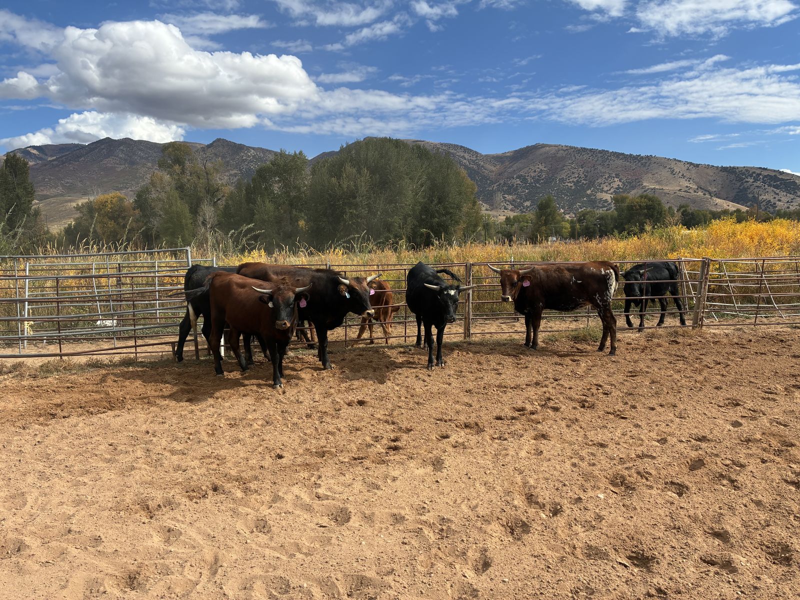 Corriente roping steers