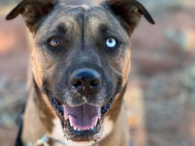 Hello my name is Chickadee