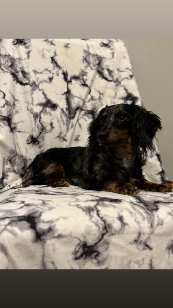 Mini Longhaired Dachsund STUD ONLY