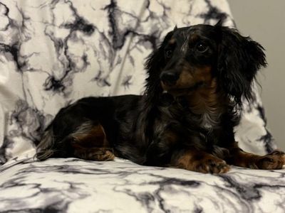 Mini Longhaired Dachsund STUD ONLY