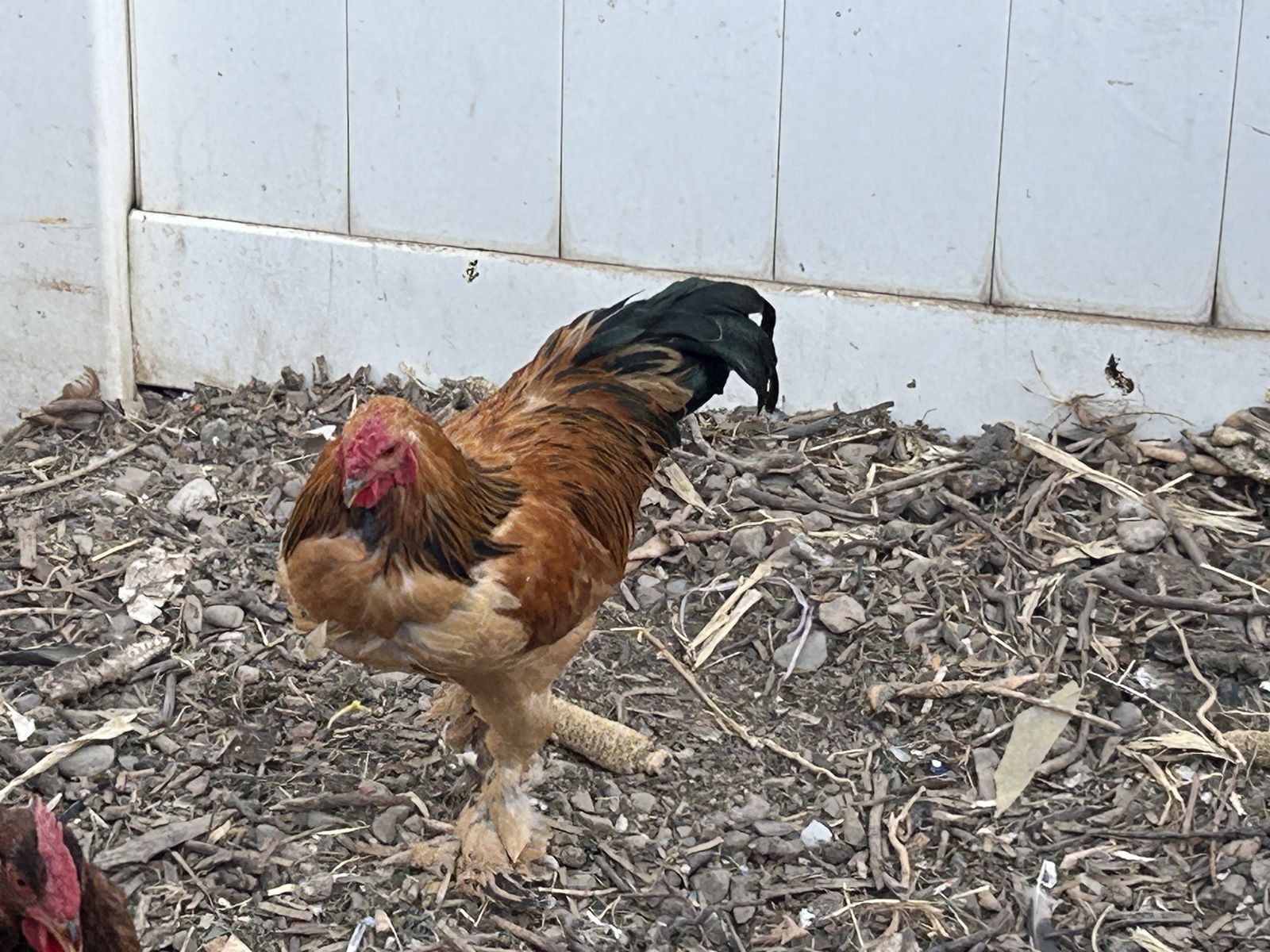 Rooster - Poultry & Gamebirds
