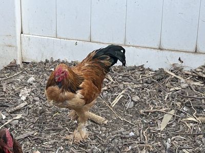 Rooster - Poultry & Gamebirds