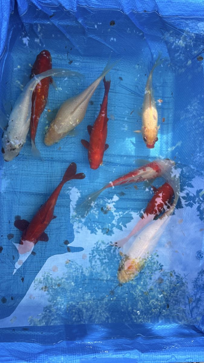 KOI FOR YOUR BACKYARD POND - JUMBO BEAUTIFUL