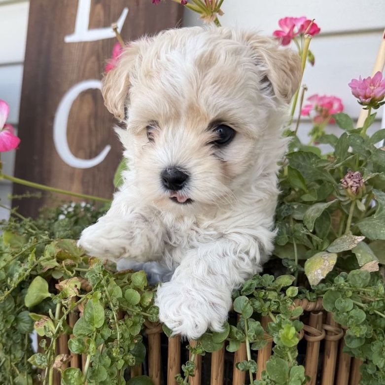 One Morkie girl left! (Yorkie, Maltese)