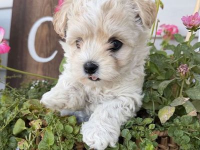 One Morkie girl left! (Yorkie, Maltese)