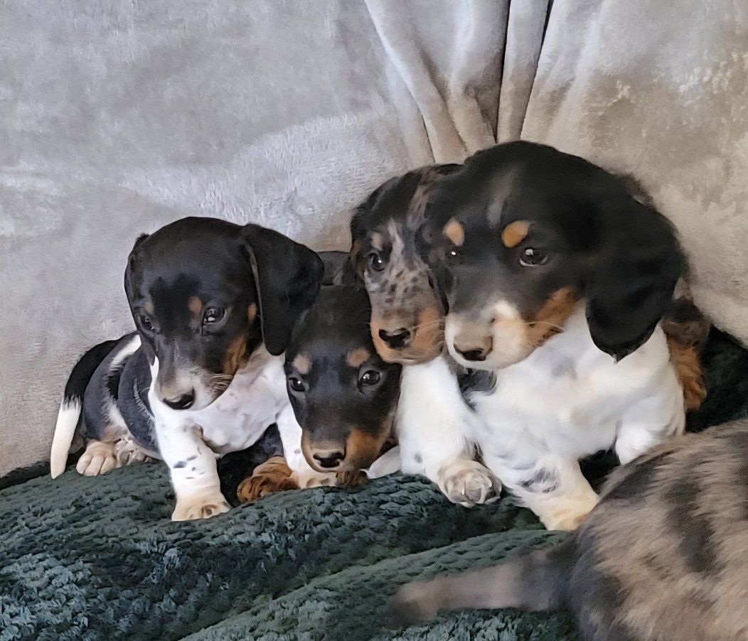 Dachshund Puppies