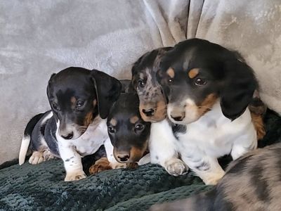 Dachshund Puppies