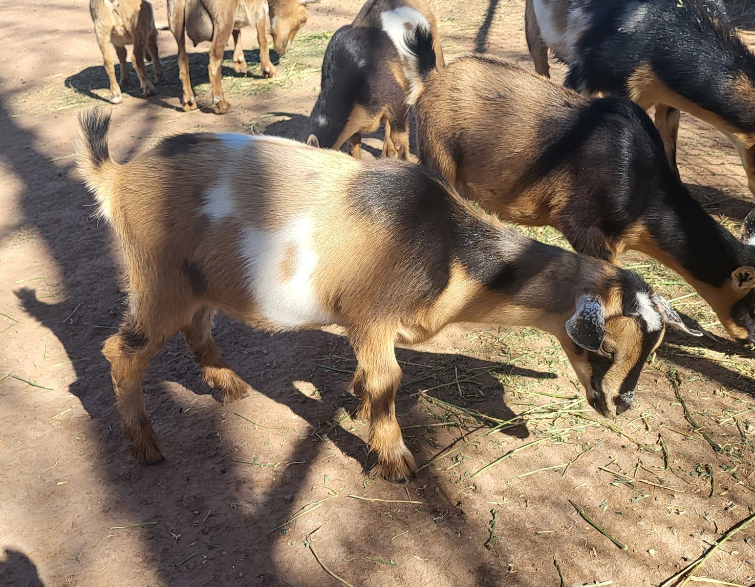 Nigerian Dwarf Doeling and Wether