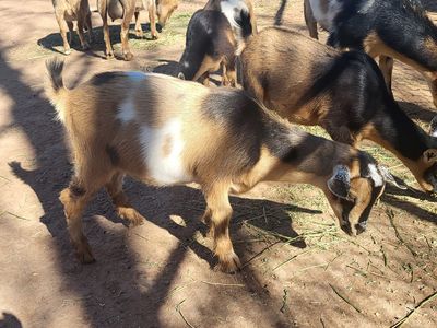 Nigerian Dwarf Doeling and Wether