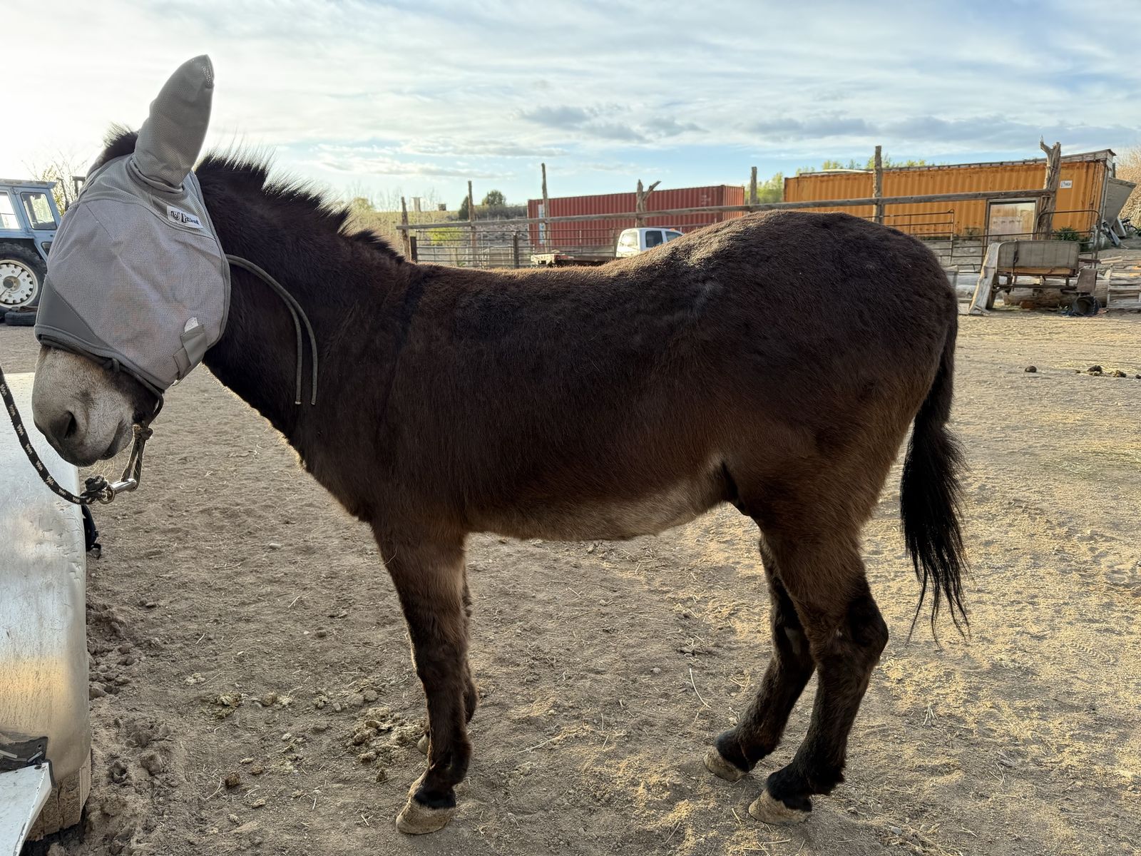 12 yr old Donkey gelding