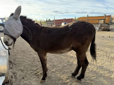 12 yr old Donkey gelding