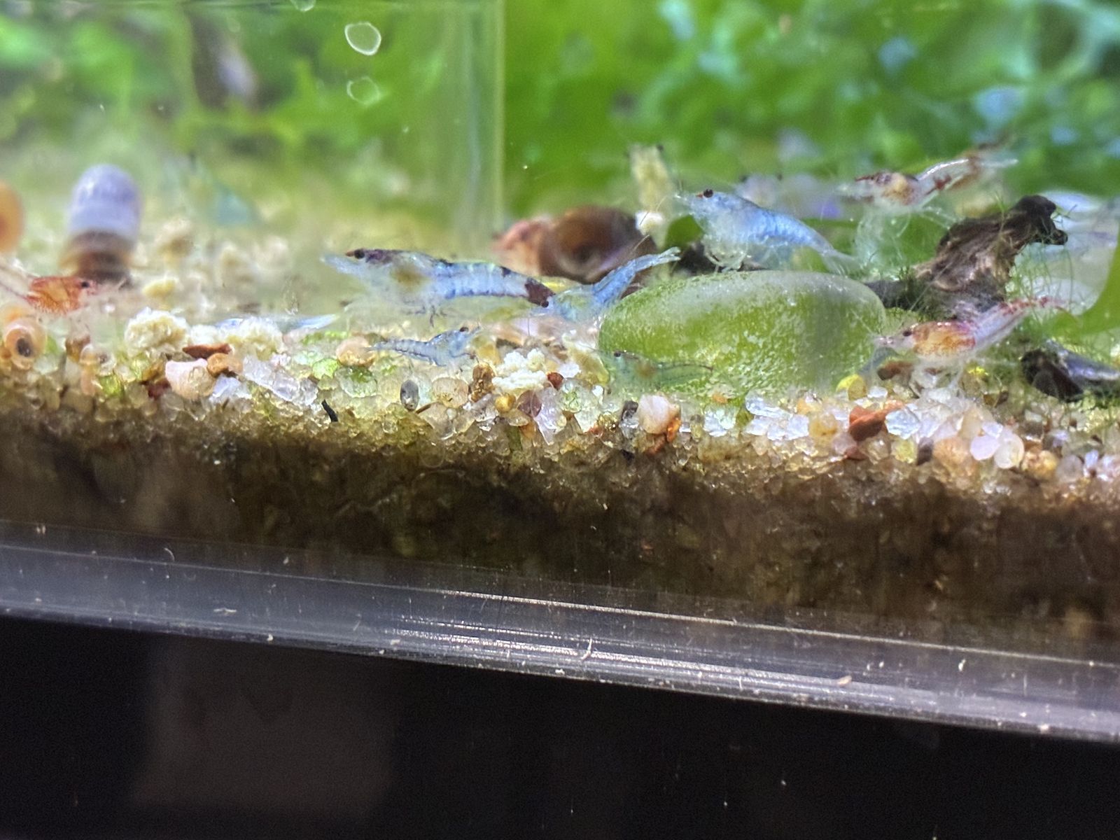 Neocaridina Shrimp