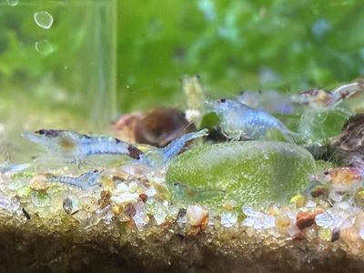 Neocaridina Shrimp