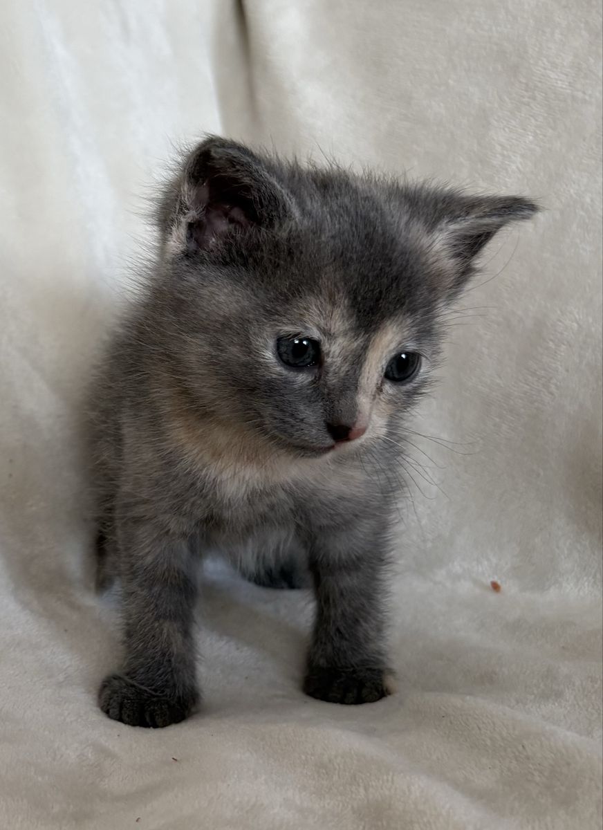 6 week old kittens