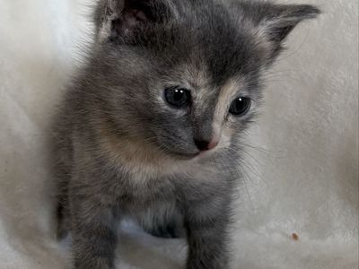 6 week old kittens
