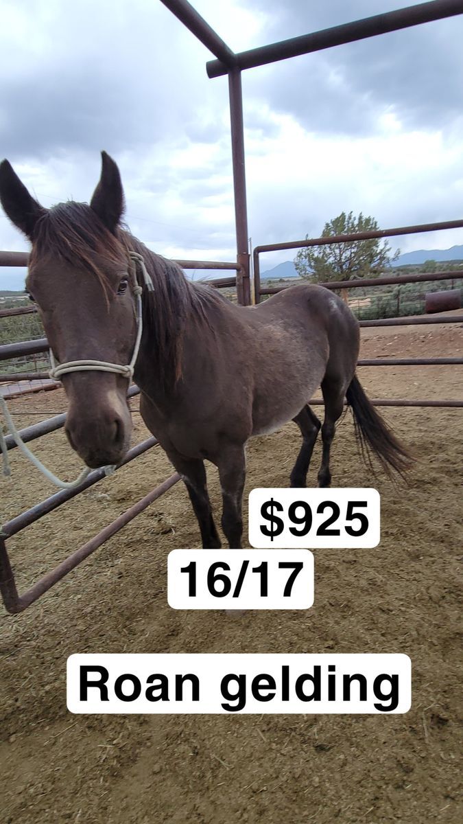 Roan gelding