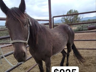 Roan gelding