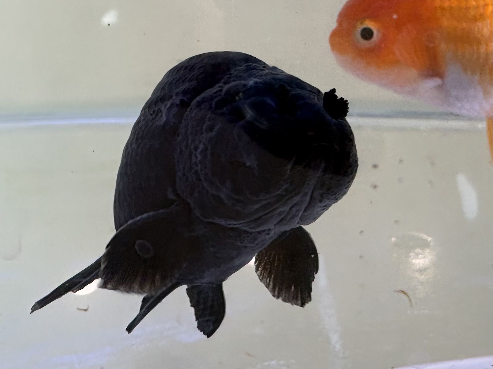 Goldfish Ranchu