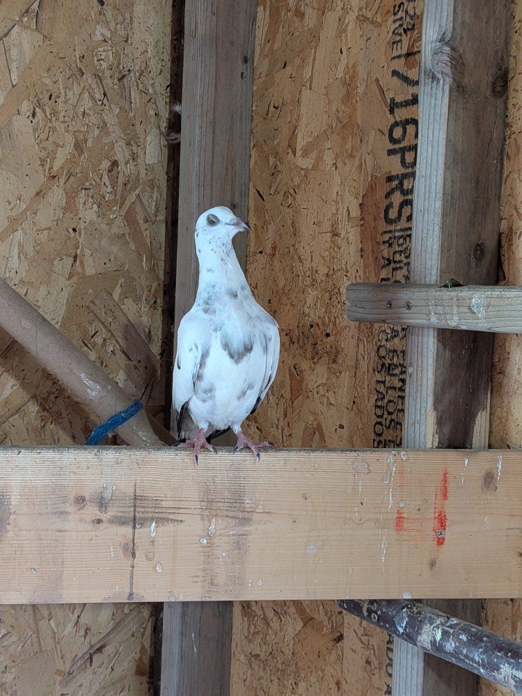pigeons