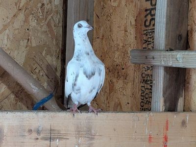 pigeons