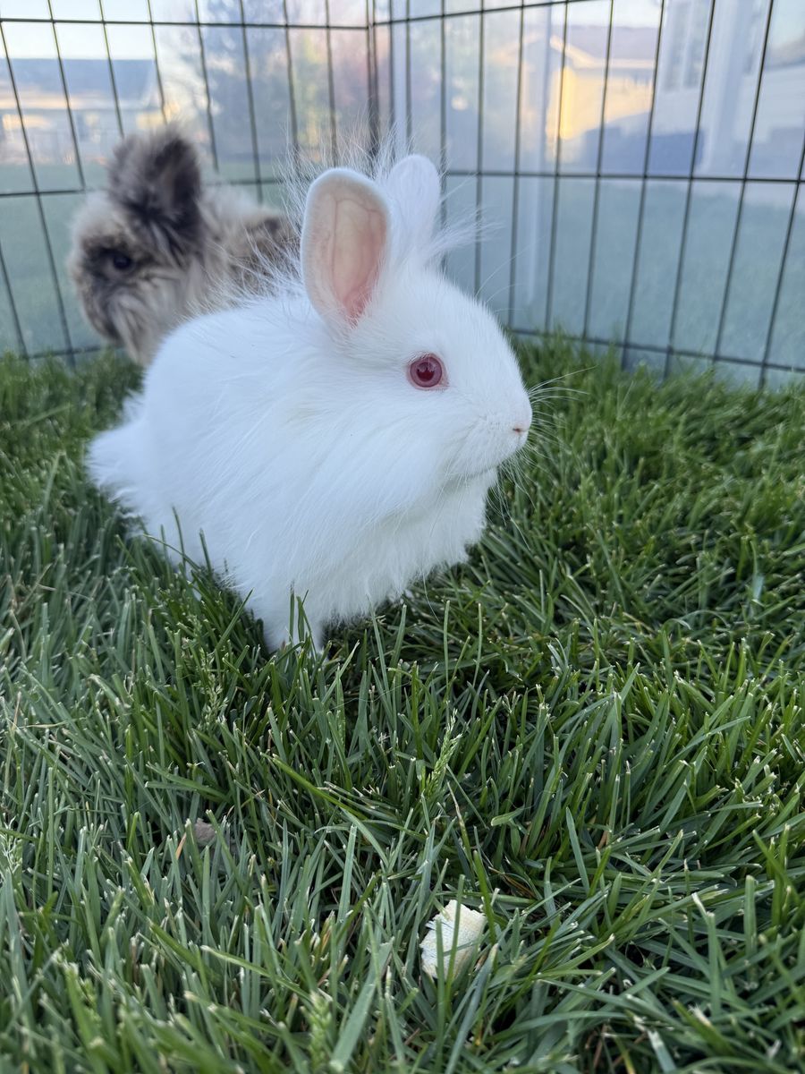 Lionhead Mix Bunnies