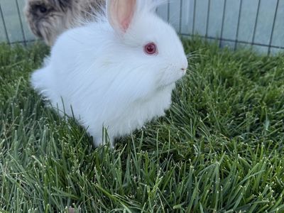 Lionhead Mix Bunnies