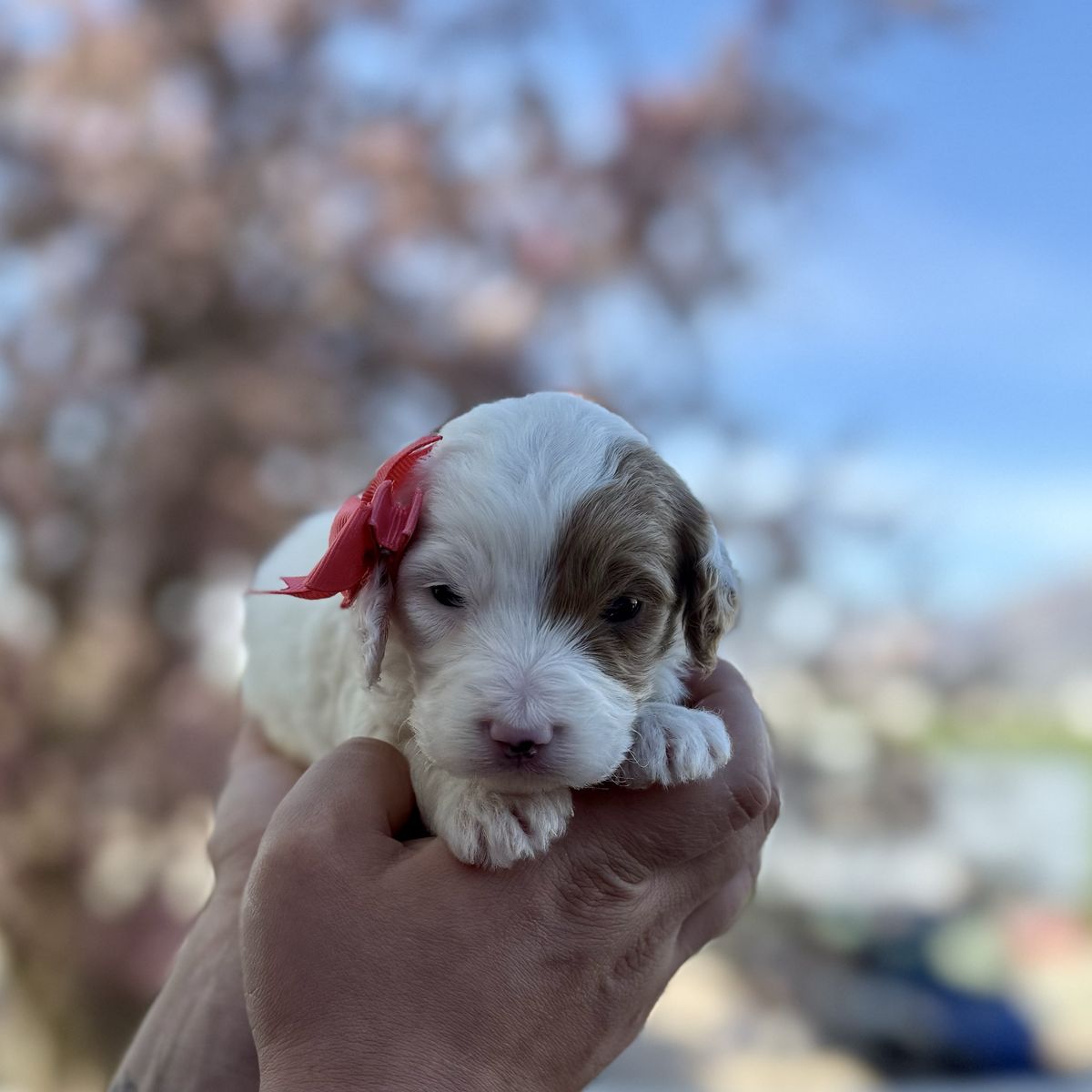 Mini English Setter Doodles