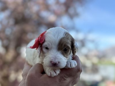 Mini English Setter Doodles