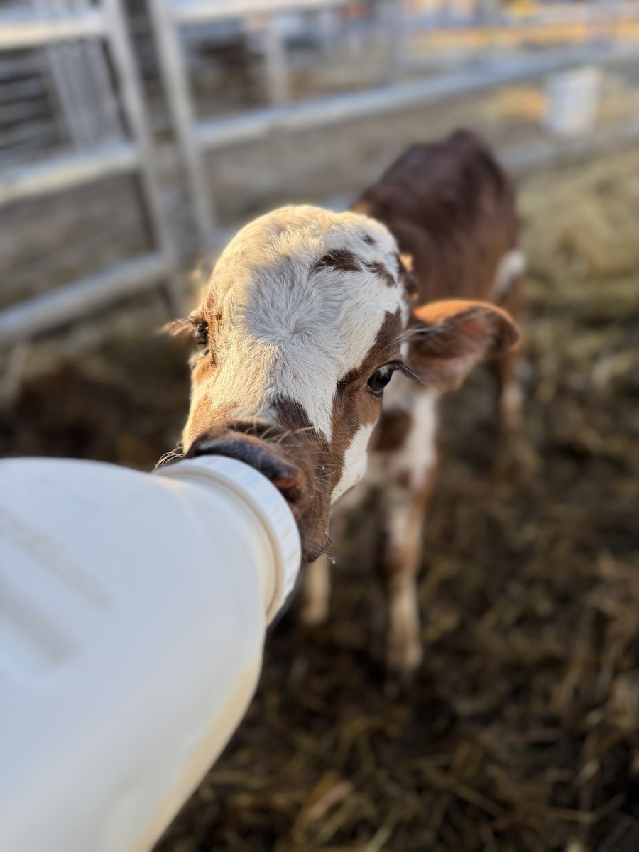 Mini Long Horn Bull Calf