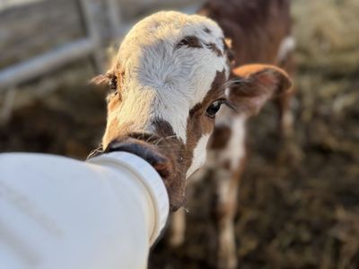 Mini Long Horn Bull Calf