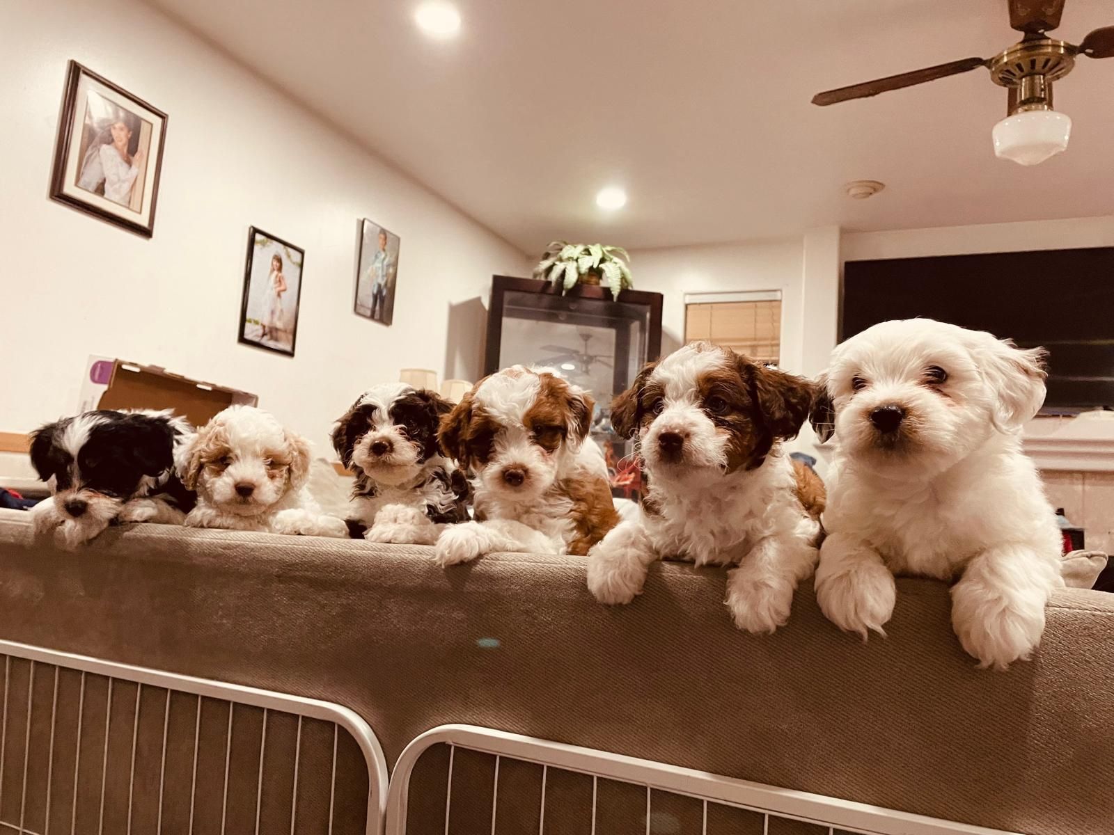 Beautiful Puppies for sale.