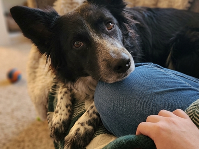 Callie is looking for a forever home