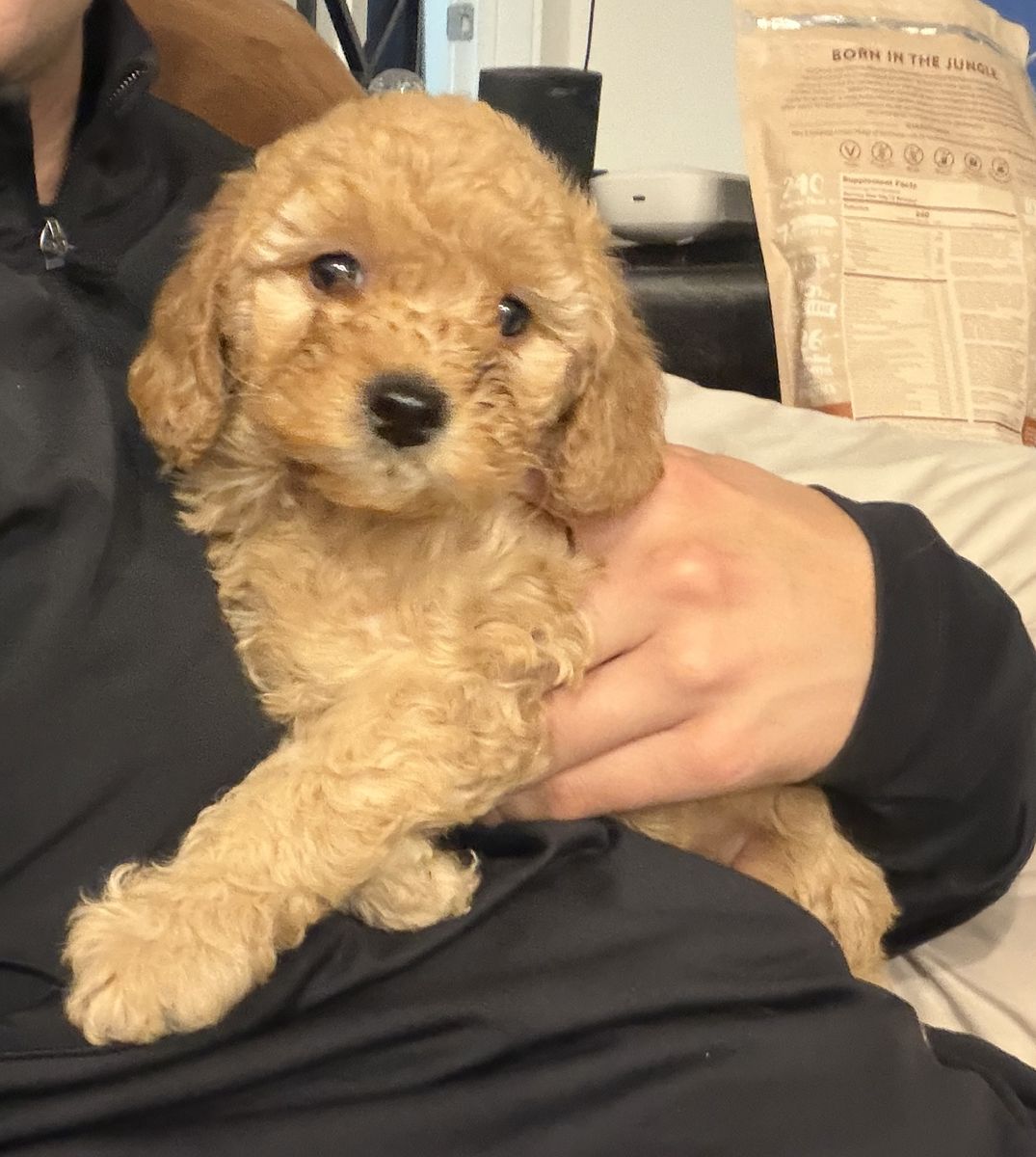 Mini Goldendoodle Puppies