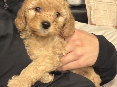 Mini Goldendoodle Puppies