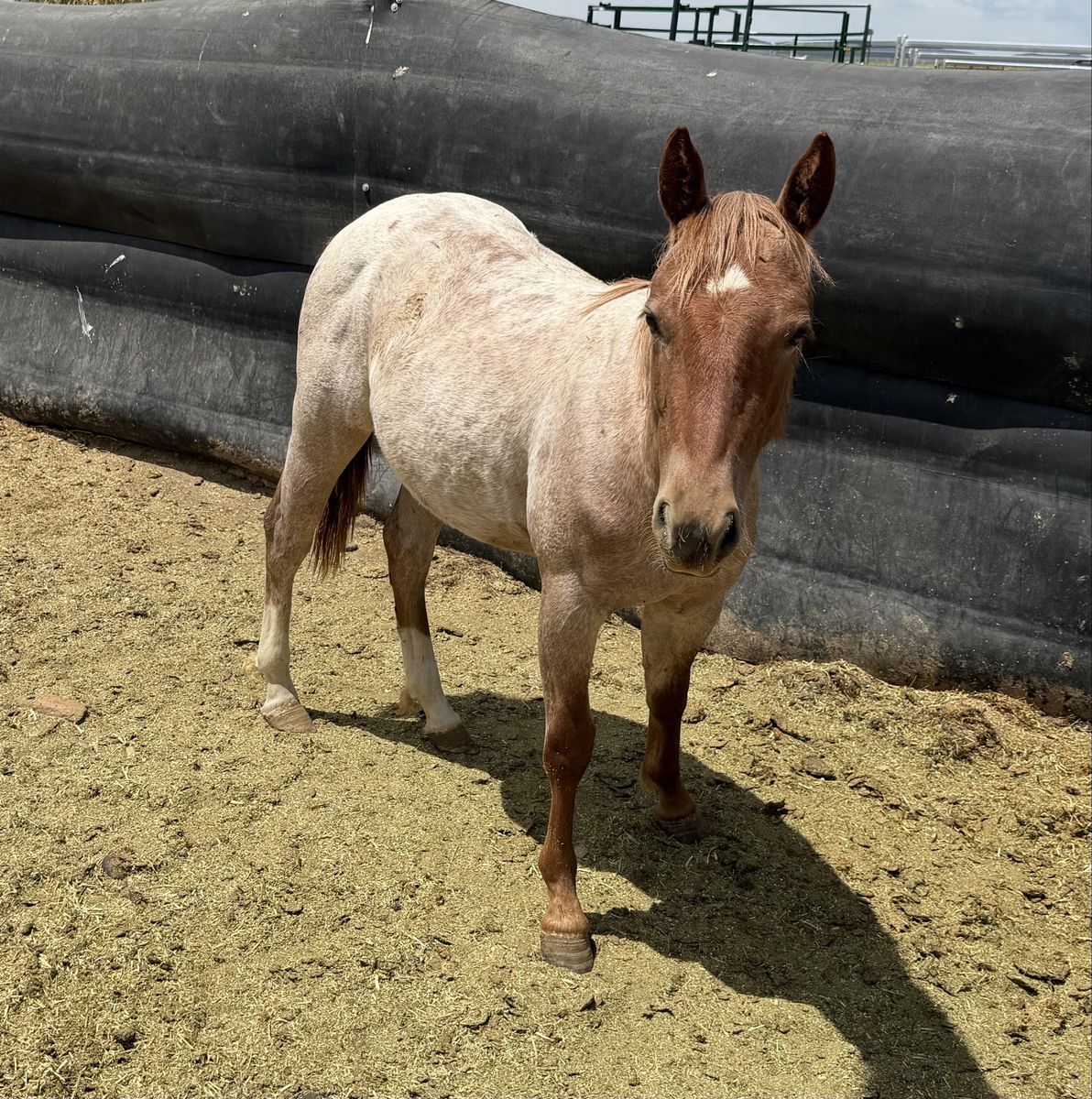 AQHA Registered Quarter Horse Filly - Red Roan Mare