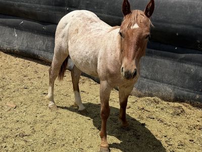 AQHA Registered Quarter Horse Filly - Red Roan Mare