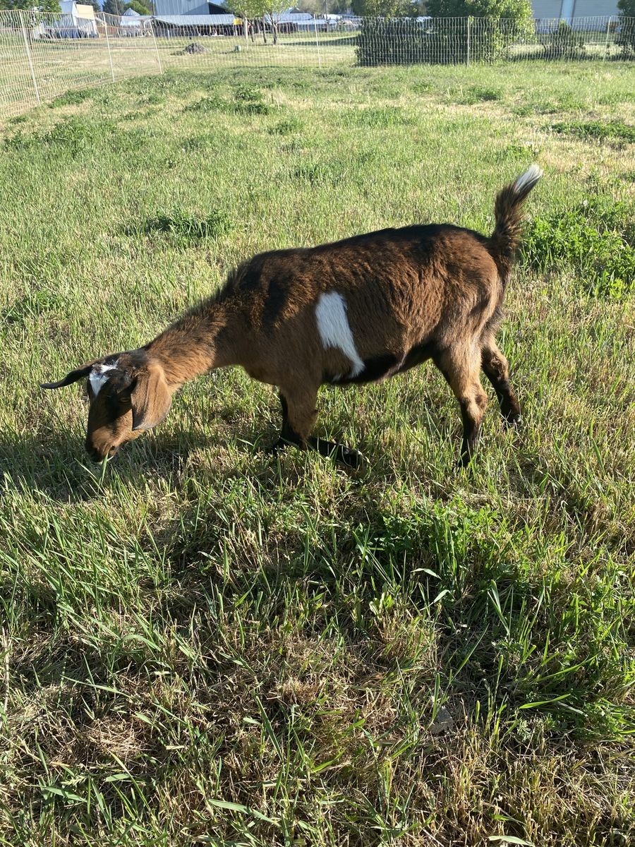 Nubian/Alpine Yearling
